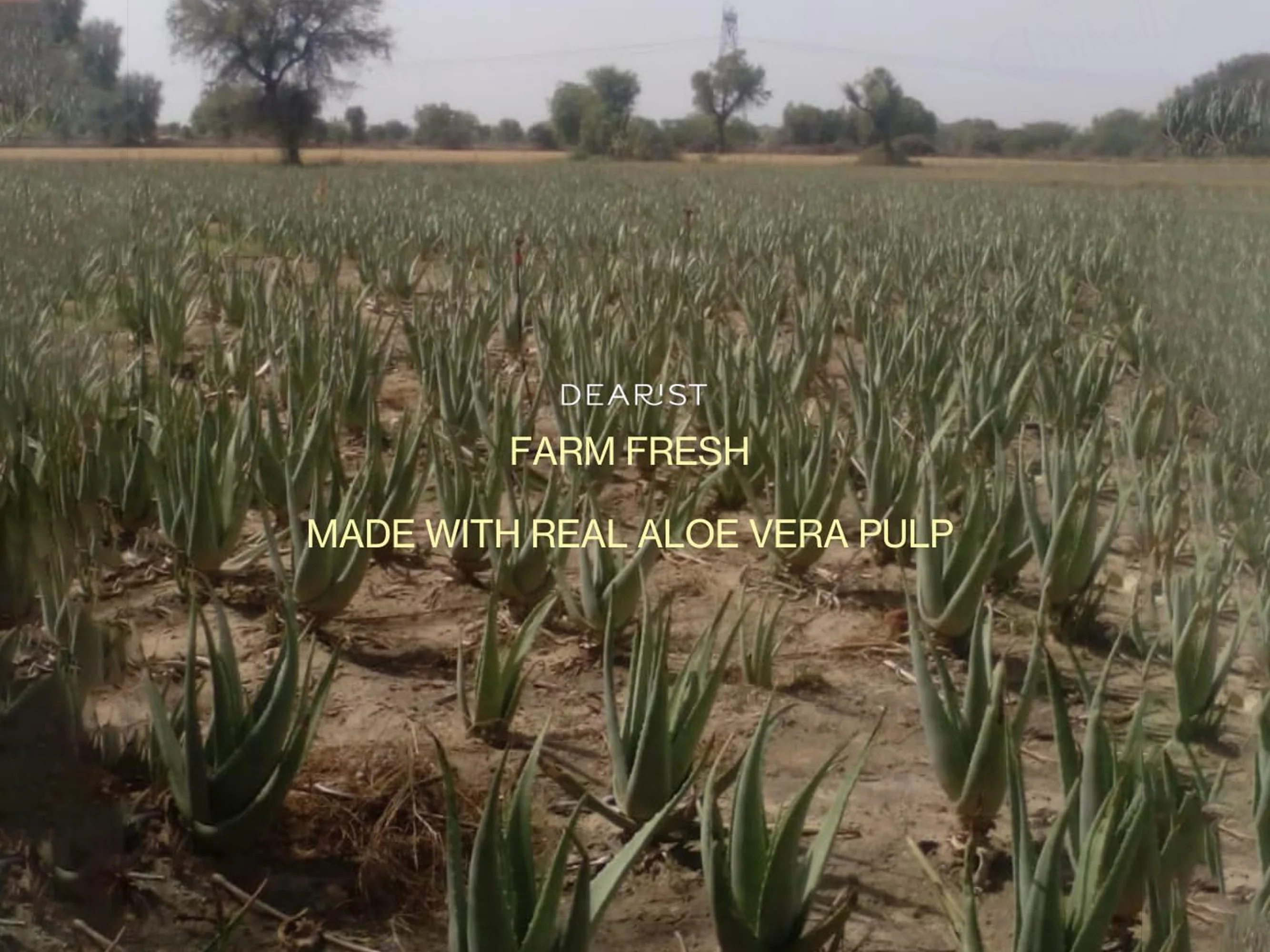 Dearist Aloe Vera Pulp Gel - Image 5