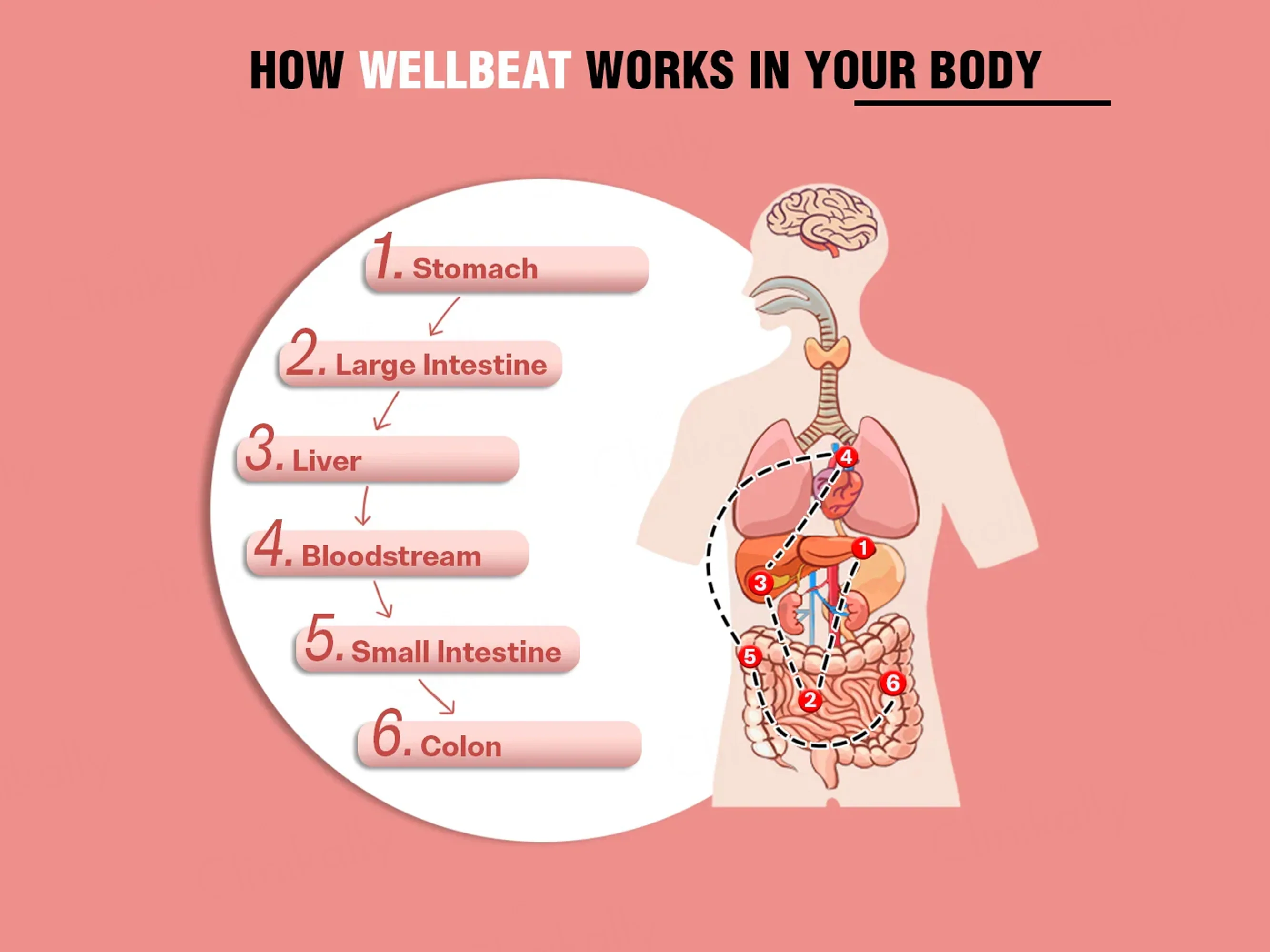 iMeMyself Well Beat Dietary Supplement Vegetarian Capsule - Image 3
