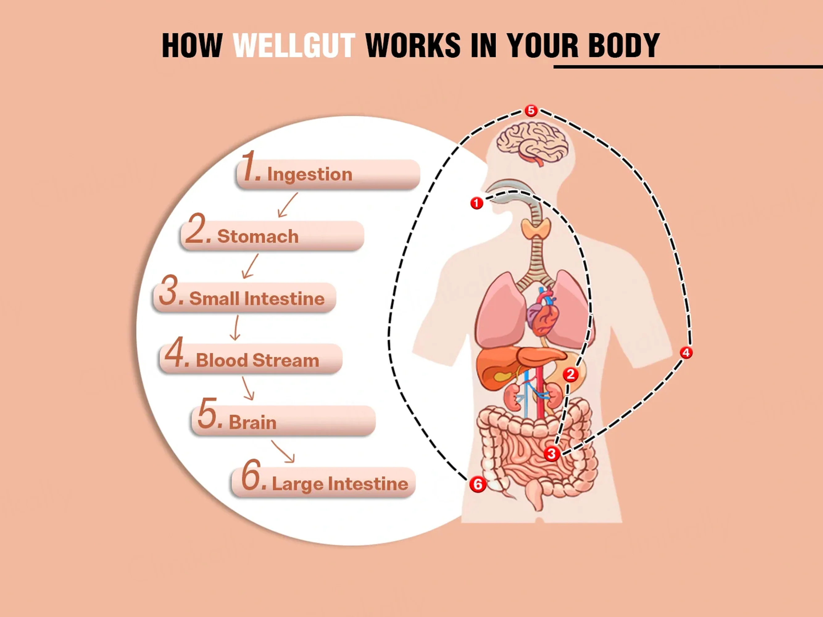 iMeMyself Well Gut Dietary Supplement Vegetarian Capsule - Image 3