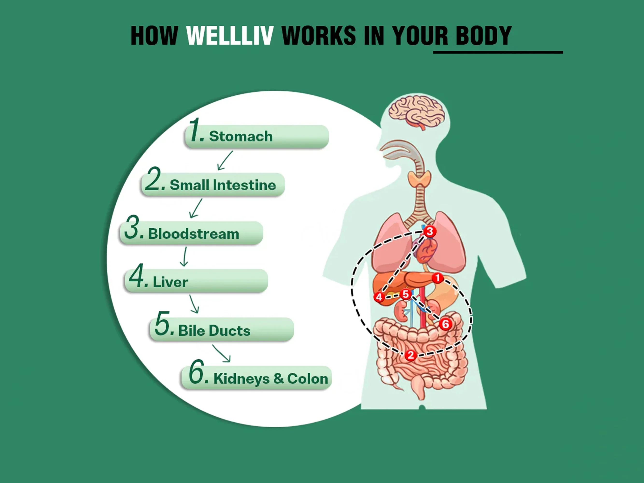 iMeMyself Well Liv Dietary Supplement Vegetarian Capsule - Image 3