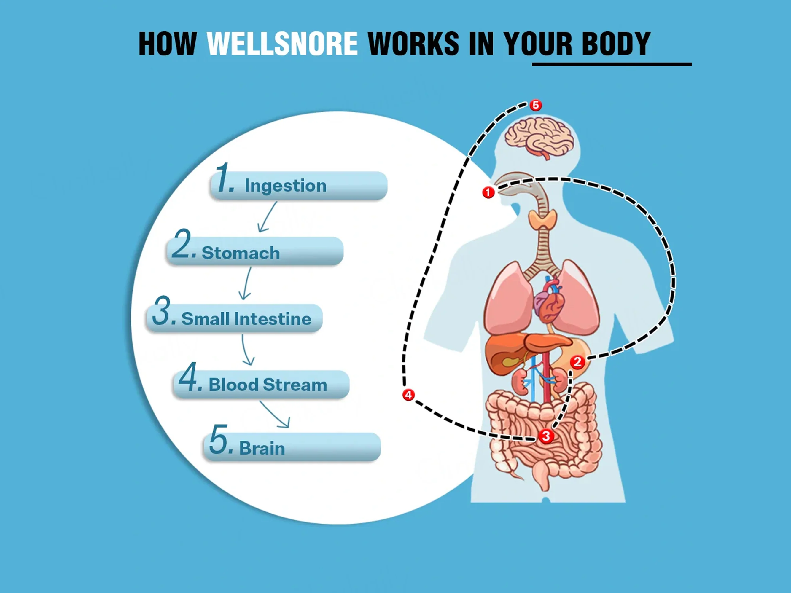 iMeMyself Well Snore Melatonin 5mg Dietary Supplement Vegetarian Capsule - Image 3