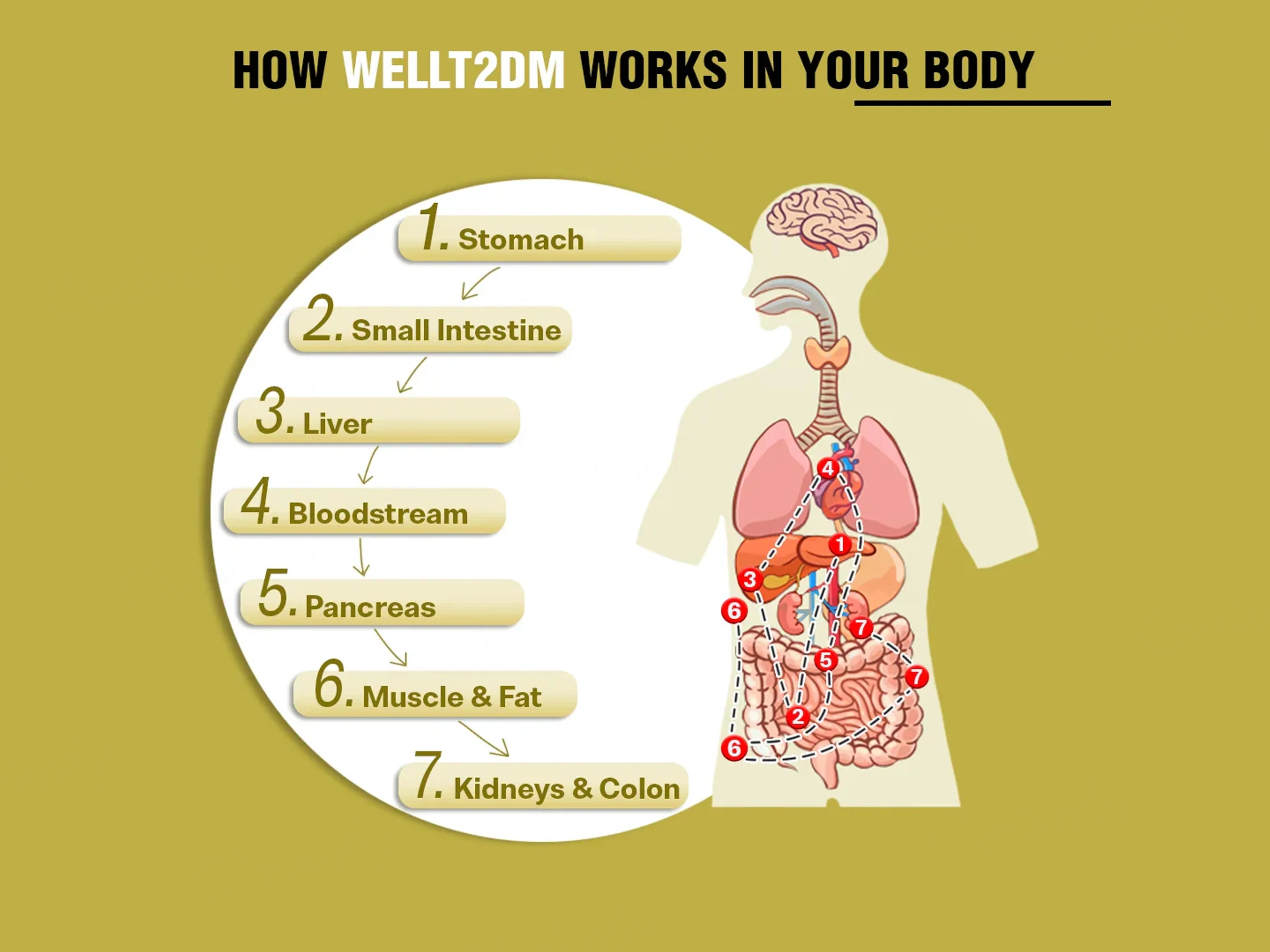 iMeMyself Well T2DM Dietary Supplement Vegetarian Capsule - Image 3