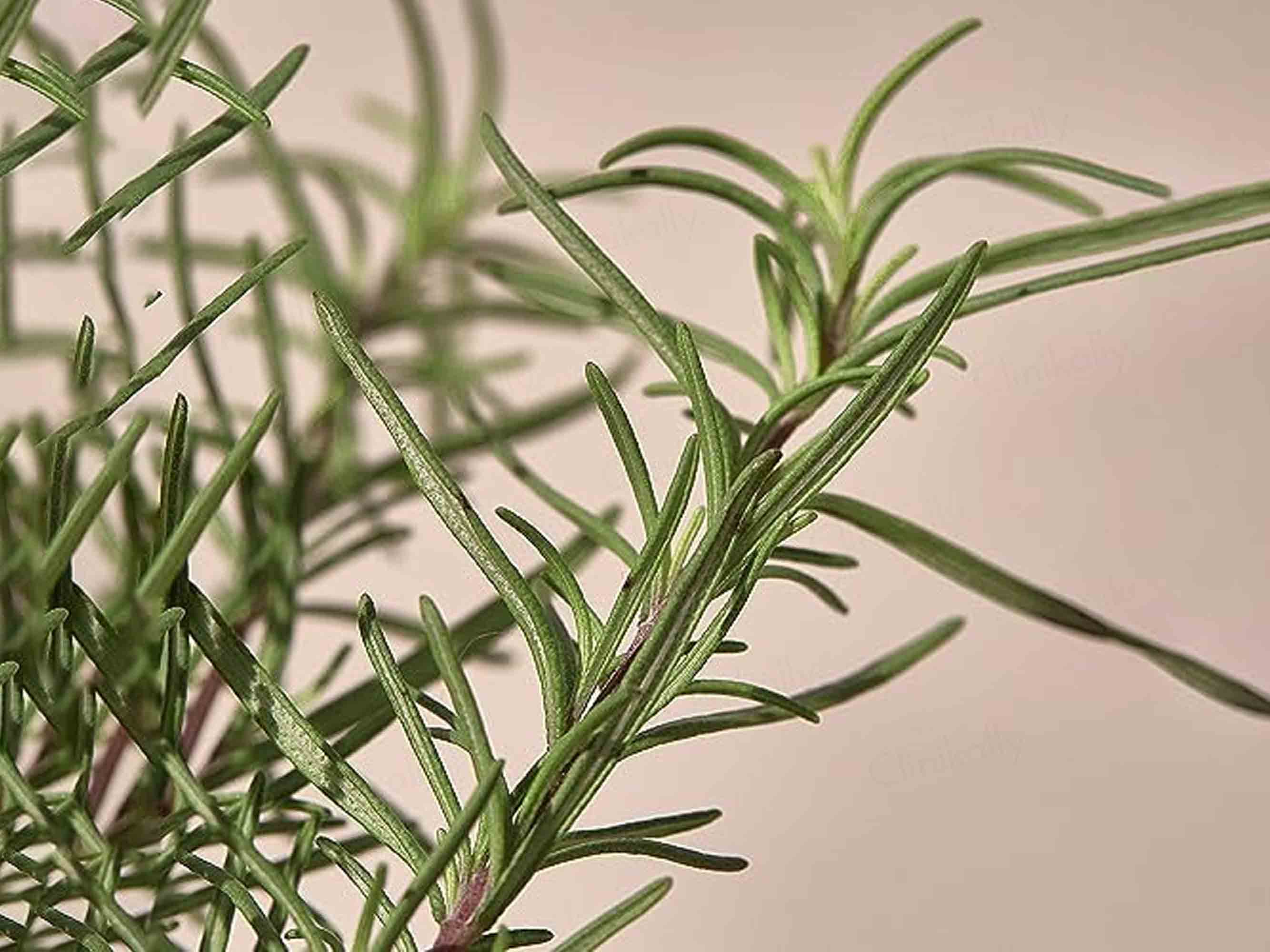 KAINE Rosemary Relief Gel Cleanser - Image 3