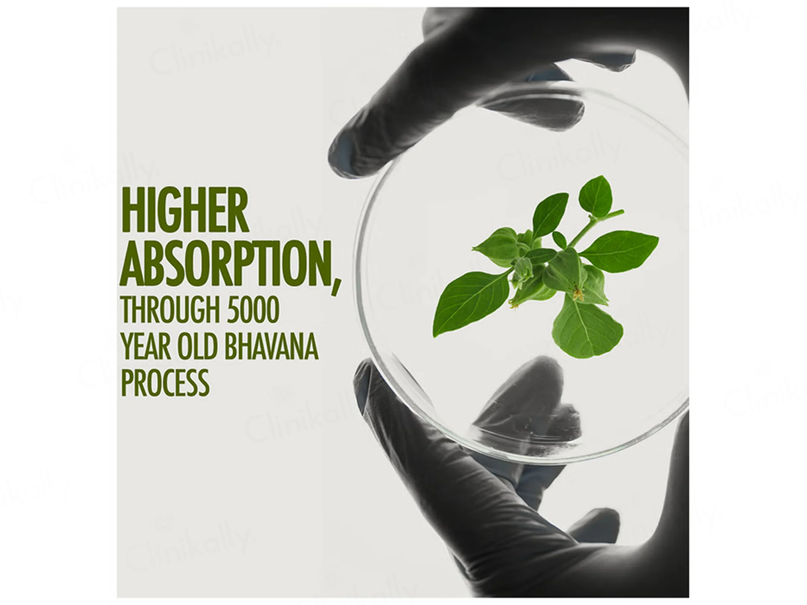 Kapiva Ashwagandha Gold Capsule For Stamina & Stress Management - Image 7