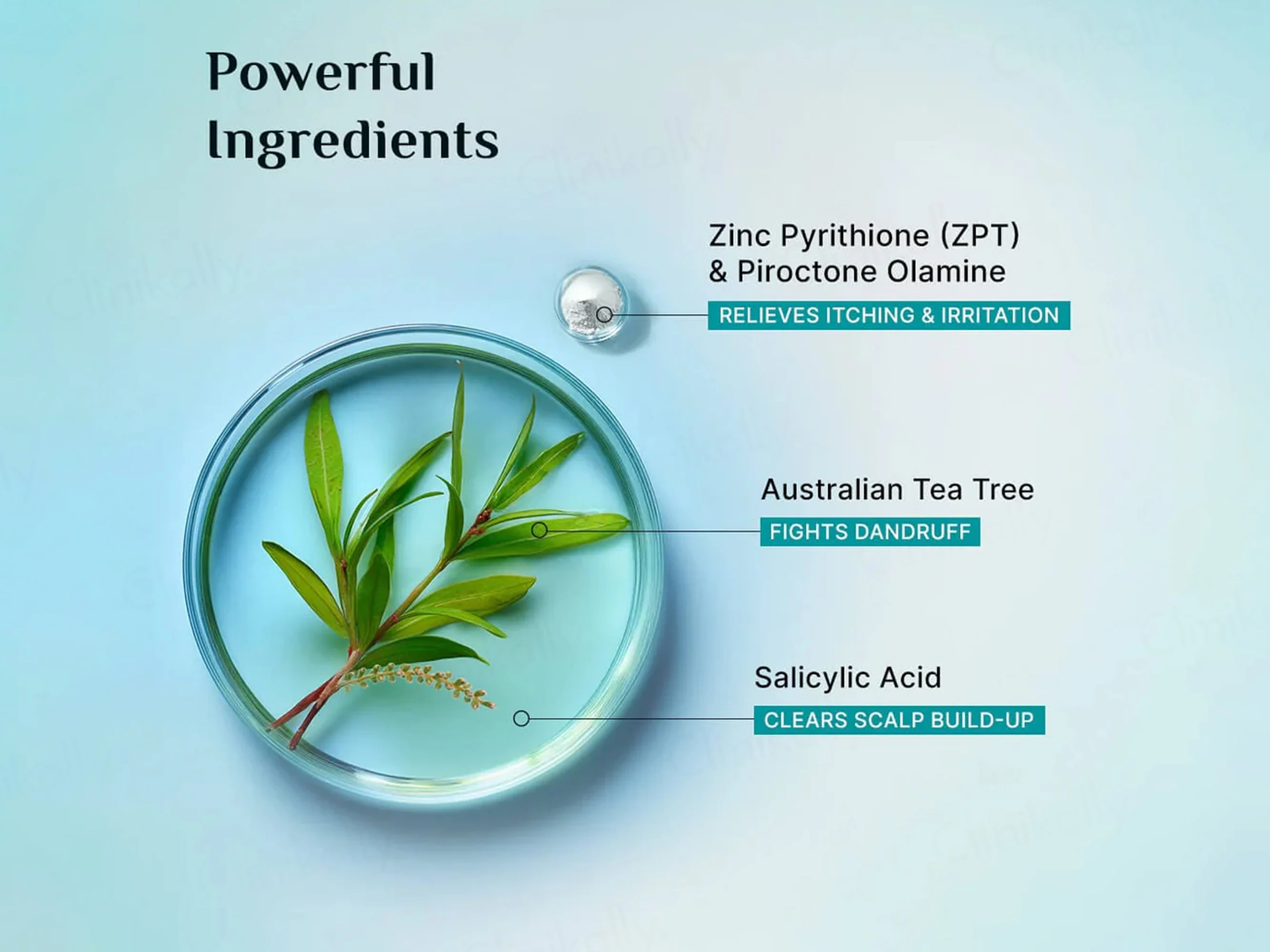Pilgrim Australian Tea Tree & Salicylic Acid Non-Drying Anti-Dandruff Shampoo - Image 5