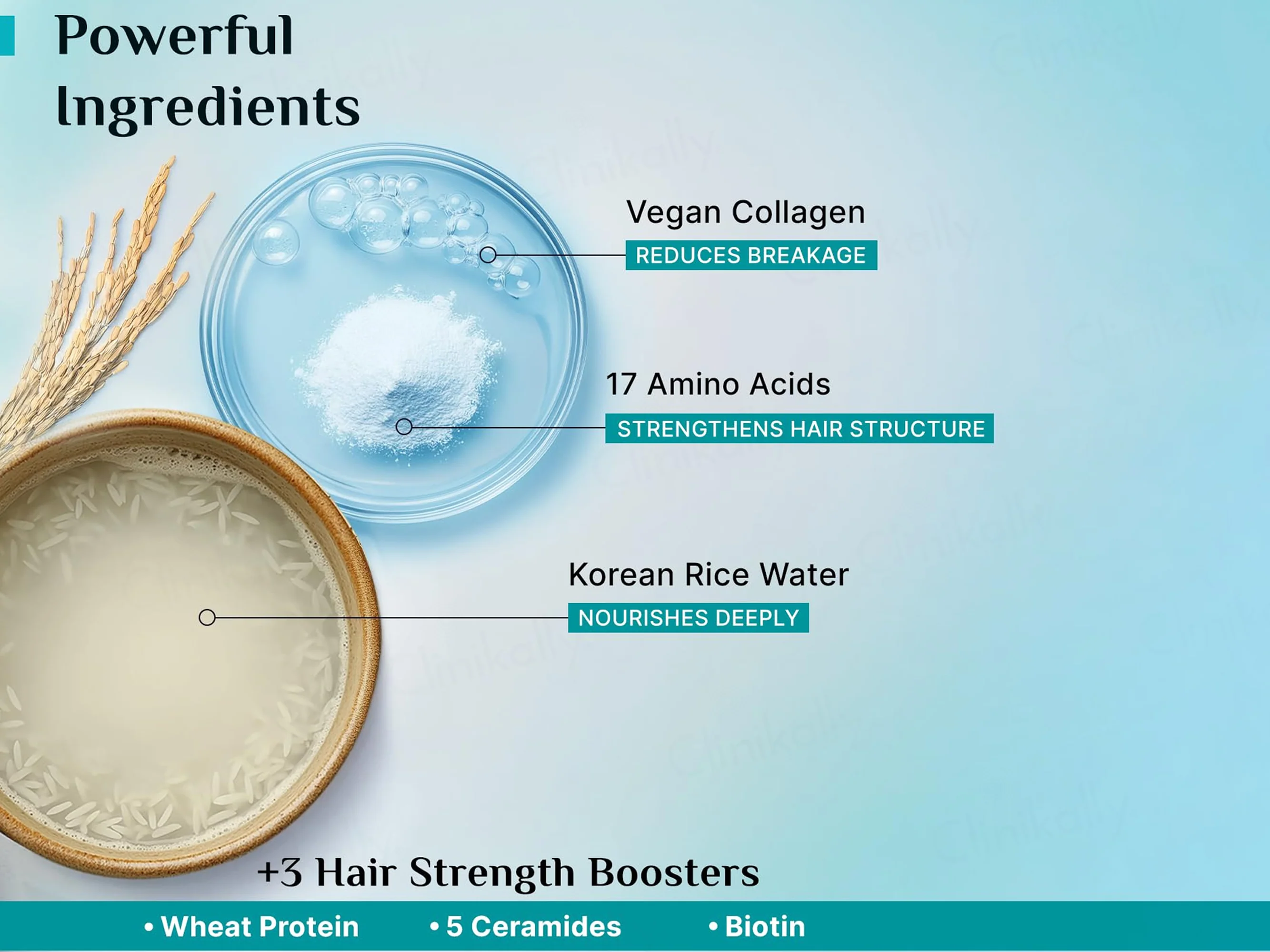 Pilgrim Korean Rice Water & Collagen Advanced Damaged Repair Shampoo - Image 6