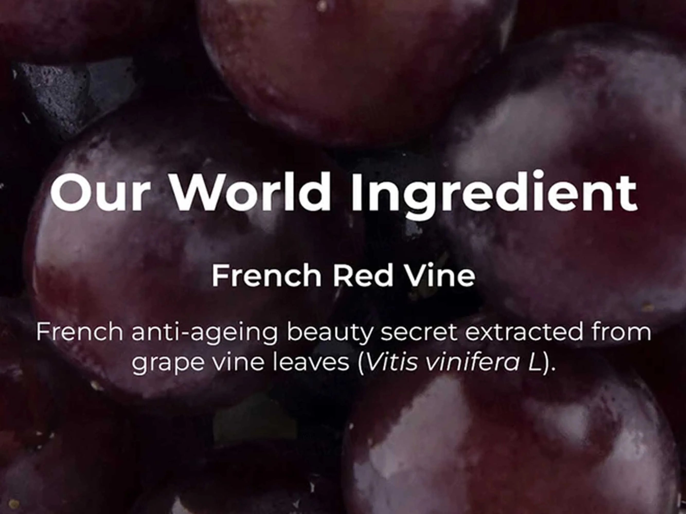 Pilgrim Red Vine Under Eye Cream - Image 3