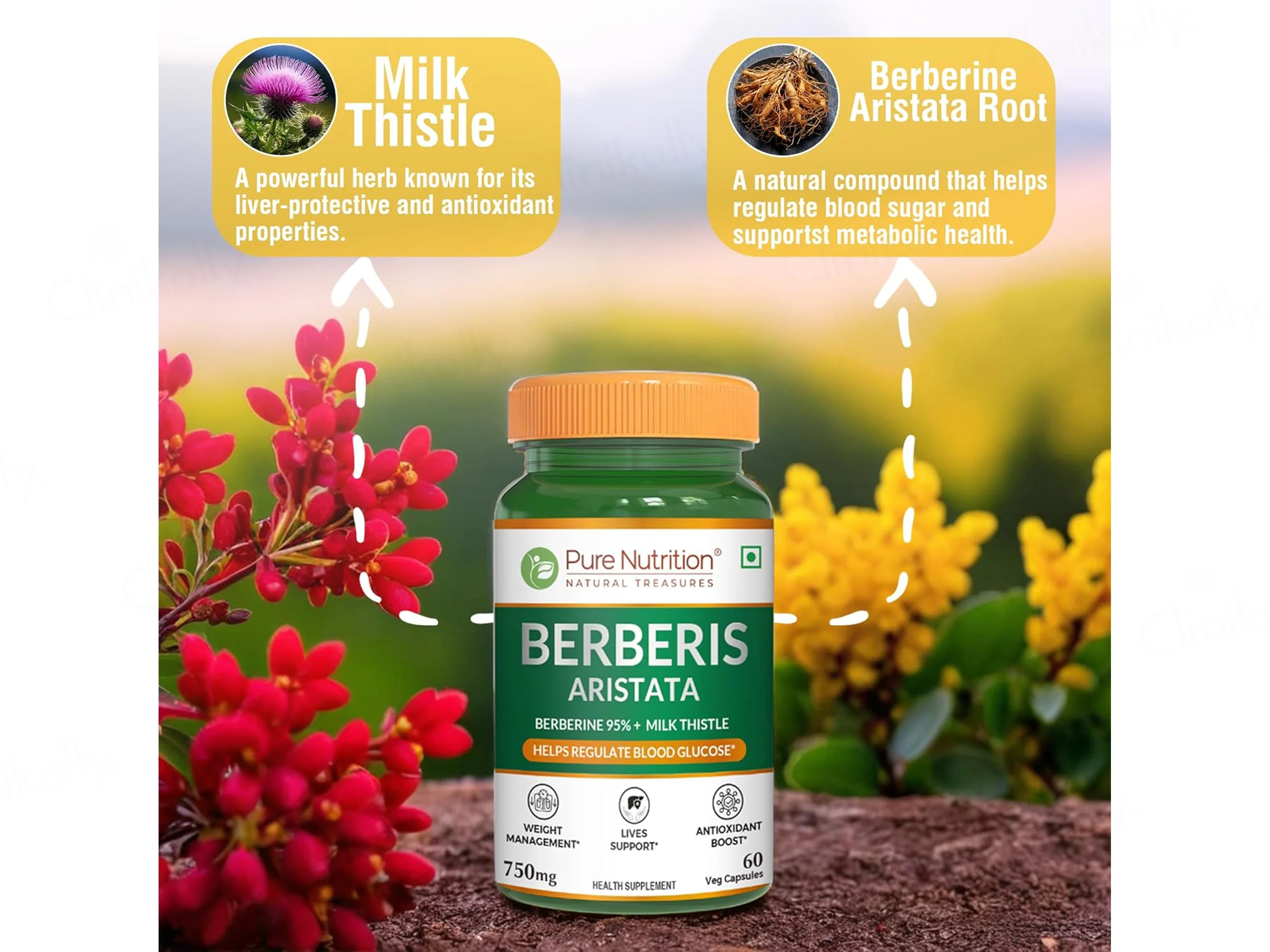 Pure Nutrition Berberis Aristata 750mg Veg Capsule - Image 4