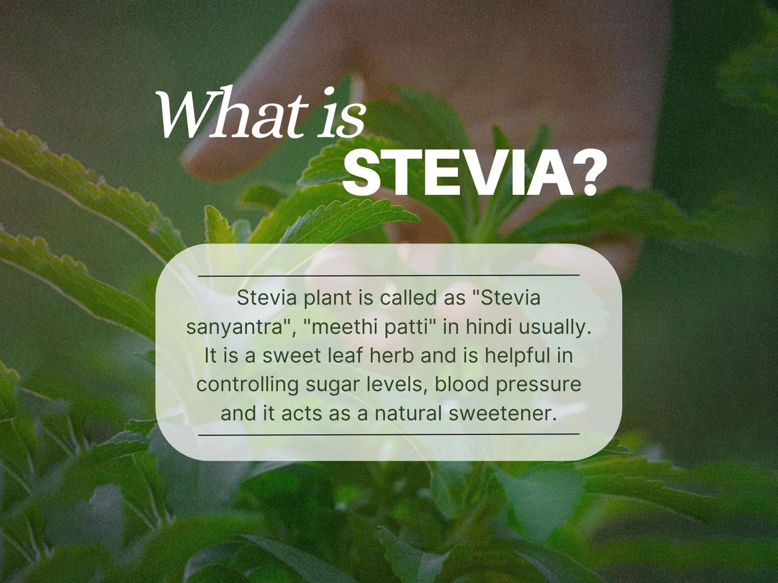 Pure Nutrition Stevaya Stevia-Based Sweetener Powder - Image 5