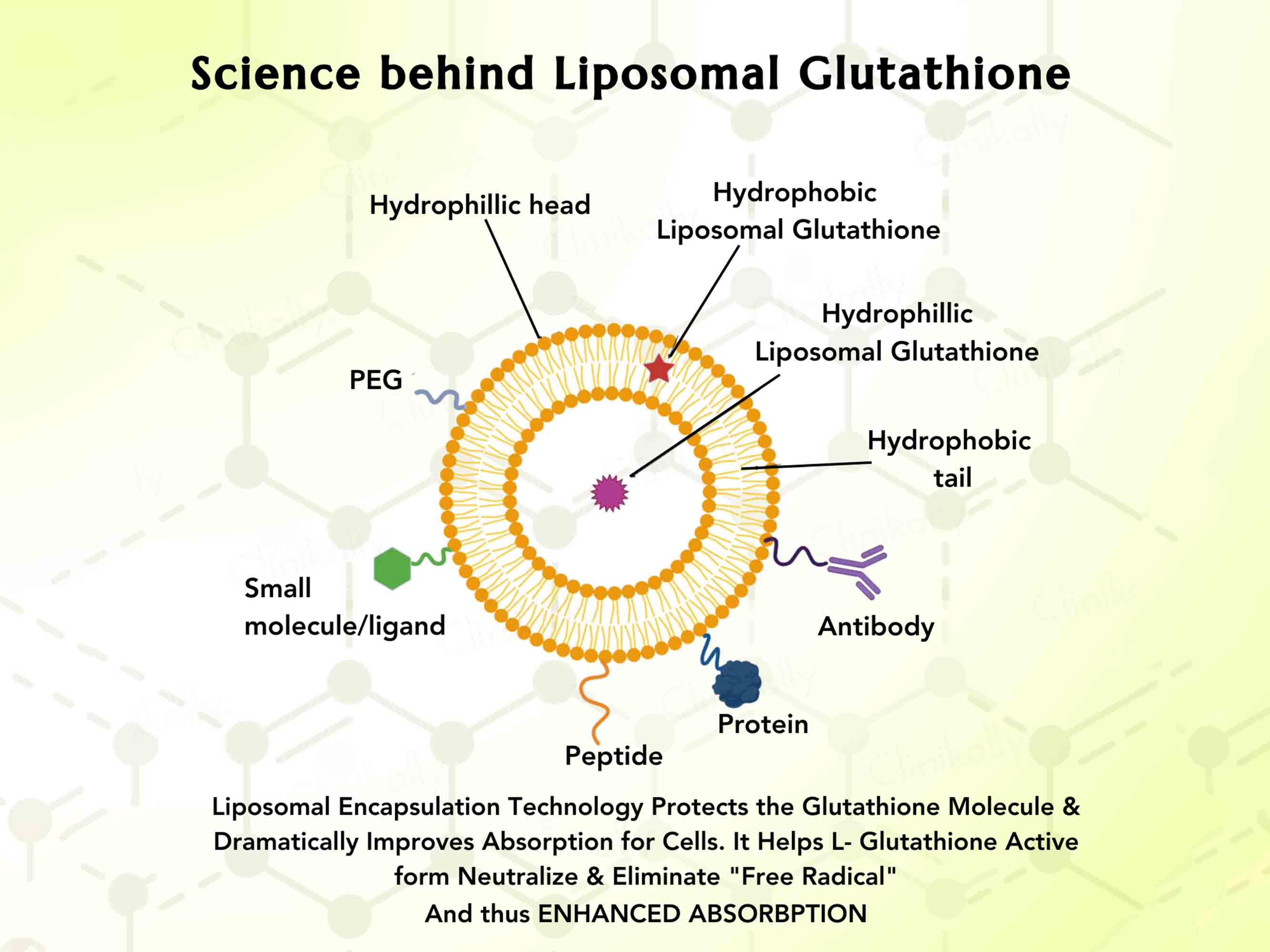 WishNew Wellness Liposomal Glutathione Capsule - Image 5